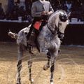 Cheval ANDALOU -  Doma Vaquera