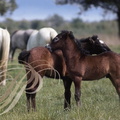 CAMARGUAIS - grooming - poulains