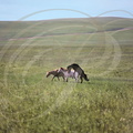 CHEVAL MONGOL - saillie en liberté - steppe à l'ouest du Grand Khingan (Chine : Mongolie intérieure)