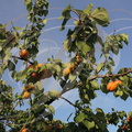 ABRICOTIER (Prunus armeniaca)