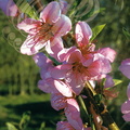 PÊCHER  ( Prunus persica)  - Fleurs