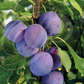 PRUNIER (Prunus domestica) - variété : PRUNE d ENTE