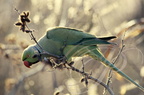 OISEAUX - BIRDS - PÁJAROS - Aves