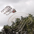 EAUZE (France - 32)  - FESTIVAL GALOP ROMAIN - démonstration de cerfs volants chinois : le tigre 