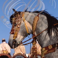 FANTASIA (Maroc) - harnachement de tête et collier brodés de fils d'or 