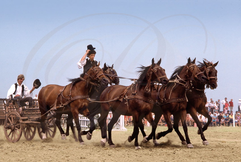 APAJ  (Hongrie) - fêtes de la puszta : attelage à cinq chevaux
