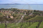 BADACSONY  (Hongrie) -  les vignobles au bord du lac BALATON