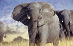 Eléphant d'Afrique - African elephant - Elefante africano - Loxodonta africana
