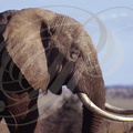 Eléphant d'Afrique - African elephant - Elefante africano - Loxodonta africana