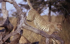 Guépard - Cheetah - Guepardo - Acinonyx jubatus