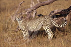 Guépard - Cheetah - Guepardo - Acinonyx jubatus