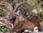 Bouquetin des Alpes - Alpine ibex - Ibex alpino - Capra ibex 