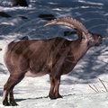Bouquetin des Alpes - Alpine ibex - Ibex alpino - Capra ibex 