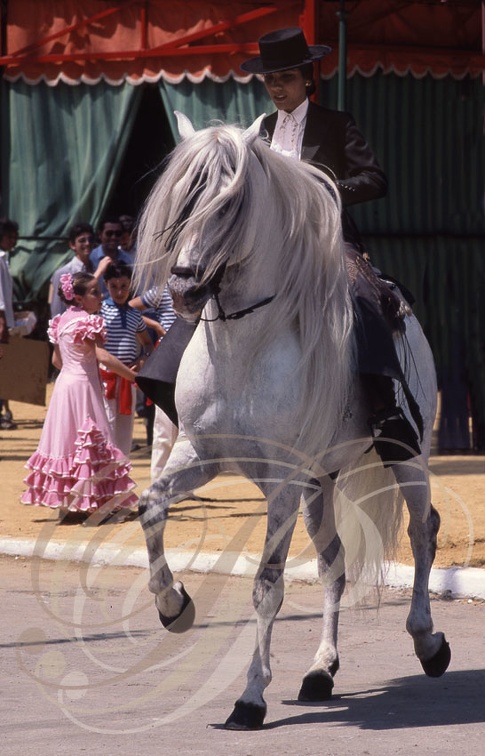 Cheval ANDALOU - Feria de Jerez : cavalière