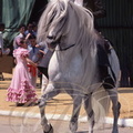 Cheval ANDALOU - Feria de Jerez : cavalière