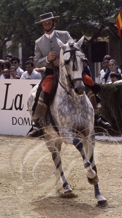 Cheval ANDALOU - Doma Vaquera 