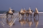 CHEVAL BARBE - Cavaliers de FANTASIA (plage de  El Jadida) Maroc
