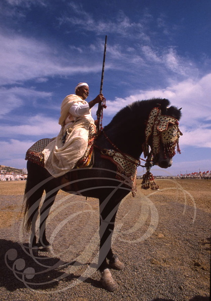 CHEVAL BARBE - Cavalier de FANTASIA (Maroc)