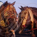 FANTASIA (Maroc) - CHEVAL BARBE - chevaux harnachés pour la  fantasia (Maroc)