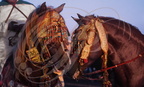 FANTASIA (Maroc) - CHEVAL BARBE - chevaux harnachés pour la  fantasia (Maroc)
