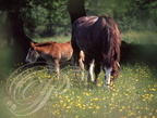 Postier breton  -  Breton work horse  -  Caballo de tiro breton