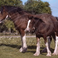 CLYDESDALE jument poulain