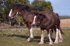 Clydesdale  