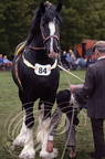 WALSALL (West Middlands) - Shire Show  (présentation des jeunes chevaux)