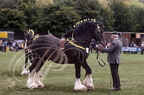 WALSALL (West Middlands) - Shire Show  (présentation des chevaux)