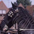 FRISE : JOURE - Mariage frison : harnachement du cheval attelé à la Chaise frisonne (""SJEES")