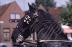 FRISE : JOURE - Mariage frison : harnachement du cheval attelé à la Chaise frisonne (""SJEES")
