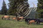 Huçuls Haras de Lubicevo en Roumanie (troupeau)