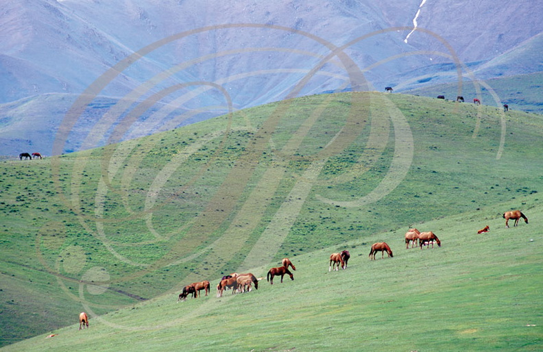 KAZAKHSTAN_ouestALMATY_envTALAP_chevaux.jpg