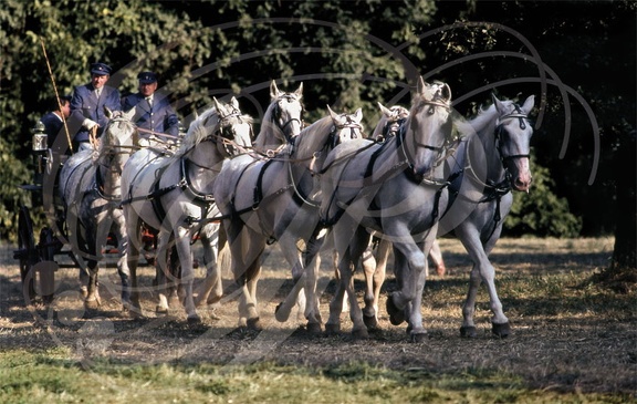 LIPIZZAN - Hongrie : Haras de Silvasvarad  (Attellage à 8 chevaux) 
