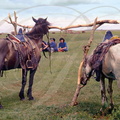 CHEVAL MONGOL - chevaux attachés (Chine : Mongolie intérieure)