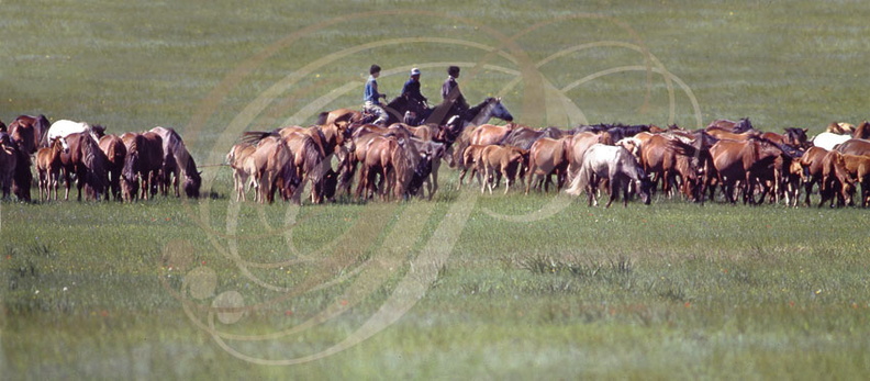 Mongolie intérieure entreYIMIN et HAILAR_3cavaliers_troupeau.jpg