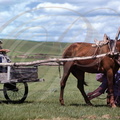 Mongolie intérieure - attelage à un cheval
