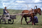 Mongolie intérieure - attelage à un cheval