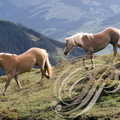 HAFLINGER - Alpages au Tyrol (Autriche)