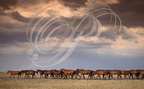 Puszta d'APAJ  (Hongrie) - troupeau de chevaux NONIUS