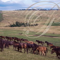 Chevaux Huçuls : Haras de Lucina en Roumanie (troupeau panorama)