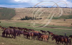 Chevaux Huçuls : Haras de Lucina en Roumanie (troupeau panorama)