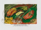 Fleur de COURGETTE farcie, purée d'AIL et filet de ROUGET grillé  (L'Auberge du Moulin à Castelsarrasin - 82)