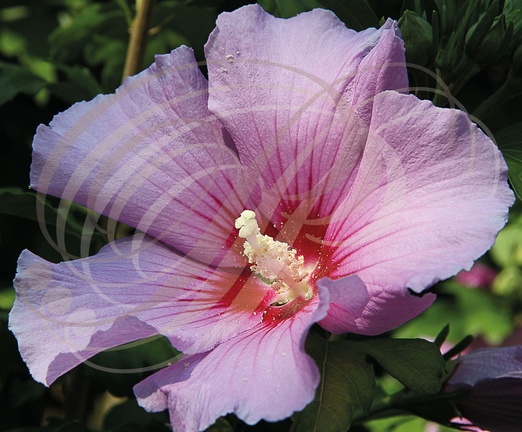 ALTHÉA (Hibiscus syriacus) - détail du pistil