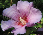 ALTHÉA (Hibiscus syriacus) - détail du pistil