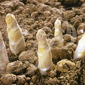 ASPERGES blanches (Aspargus officinalis)