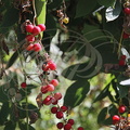 BRYONE DIOÏQUE ou NAVET DU DIABLE (Bryona dioca) - fruits