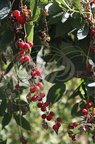 BRYONE DIOÏQUE ou NAVET DU DIABLE (Bryona dioca) - fruits