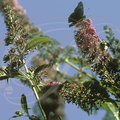 BUDDLEIA DU PÈRE DAVID (Buddleja davidii) - butiné par un papillon (Vanesse)