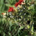 CARTHARME des teinturiers (Carthamus tinctorius) - Fleur